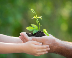 Plant a sapling with the cremains of your loved ones